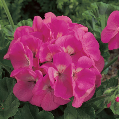 Geranium Maverick MIX