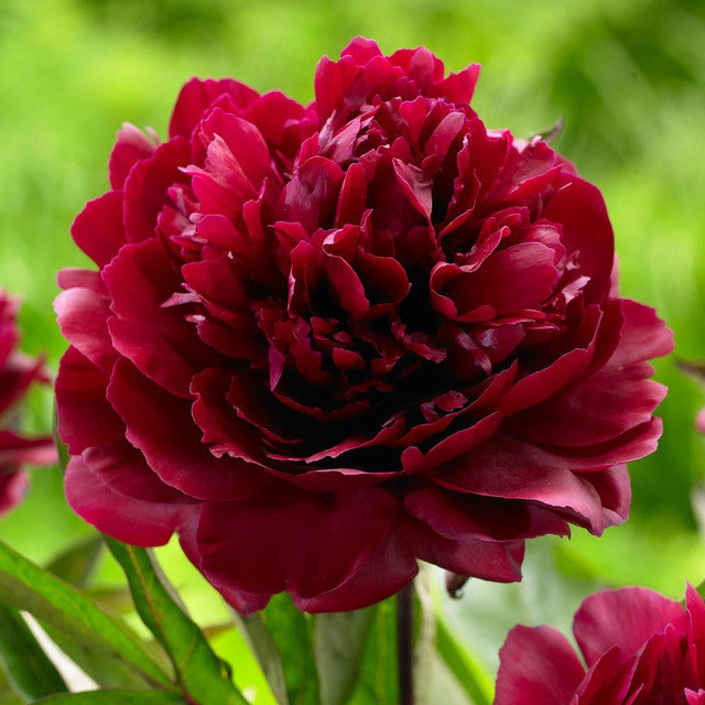Peony Seeds (Autumn Saw)