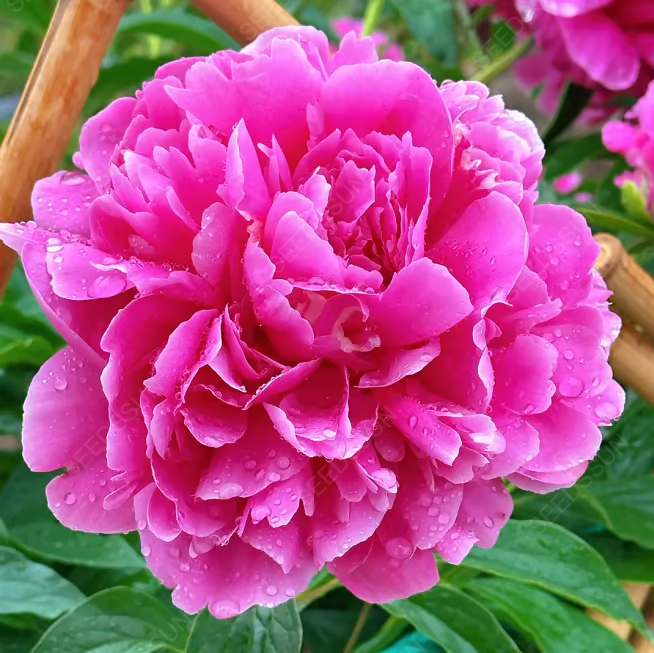 Double Peony Seeds