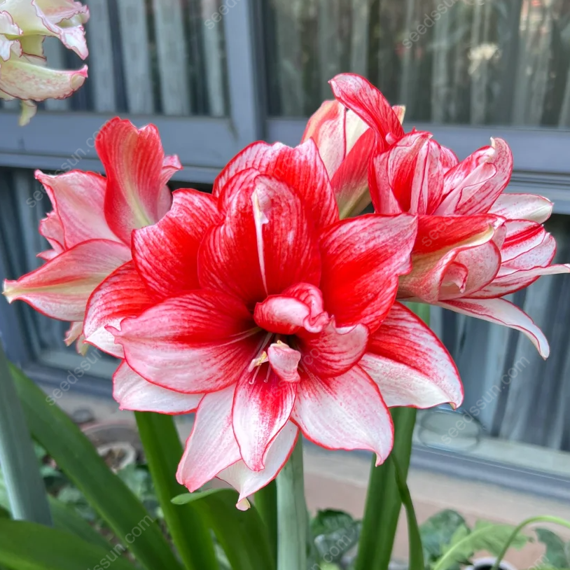 🌺 Rare Amaryllis Bulbs – Stunning Blooms, Easy to Grow, Beautiful to Watch