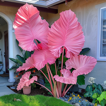 Red&Green Giant Caladium Bulbs