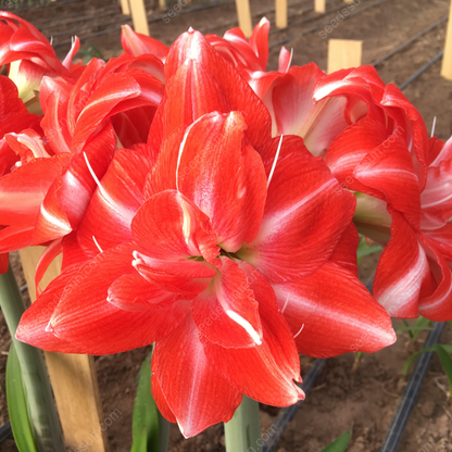 🌺 Rare Amaryllis Bulbs – Stunning Blooms, Easy to Grow, Beautiful to Watch