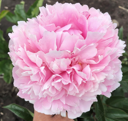 Double Peony Seeds