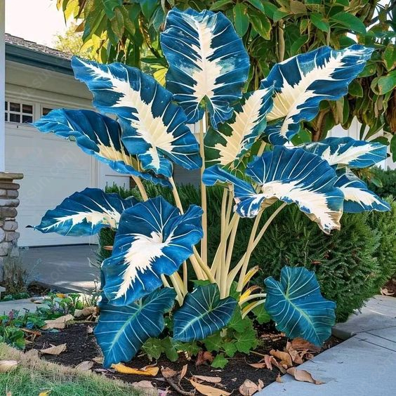 Royal Blue - Giant Caladium Bulbs