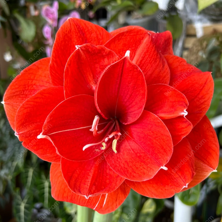 🌺 Rare Amaryllis Bulbs – Stunning Blooms, Easy to Grow, Beautiful to Watch