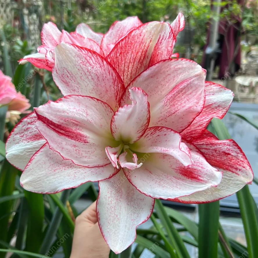 🌺 Rare Amaryllis Bulbs – Stunning Blooms, Easy to Grow, Beautiful to Watch