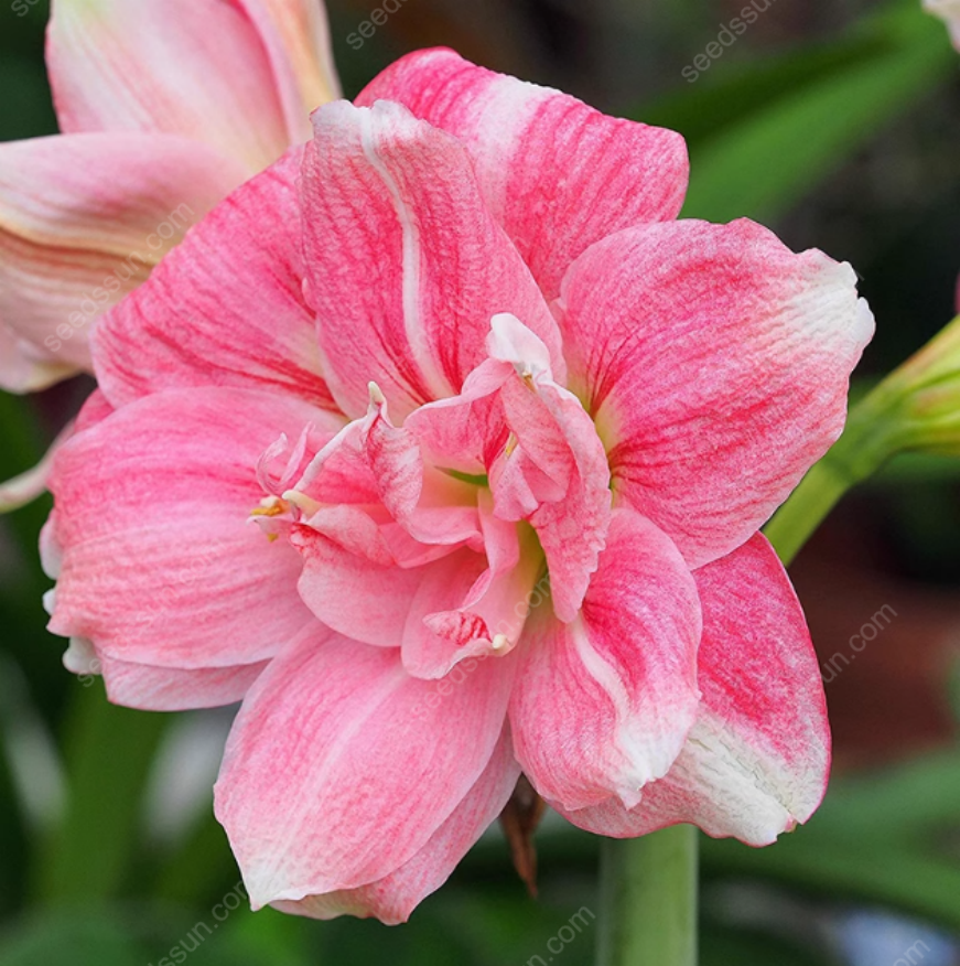 🌺 Rare Amaryllis Bulbs – Stunning Blooms, Easy to Grow, Beautiful to Watch