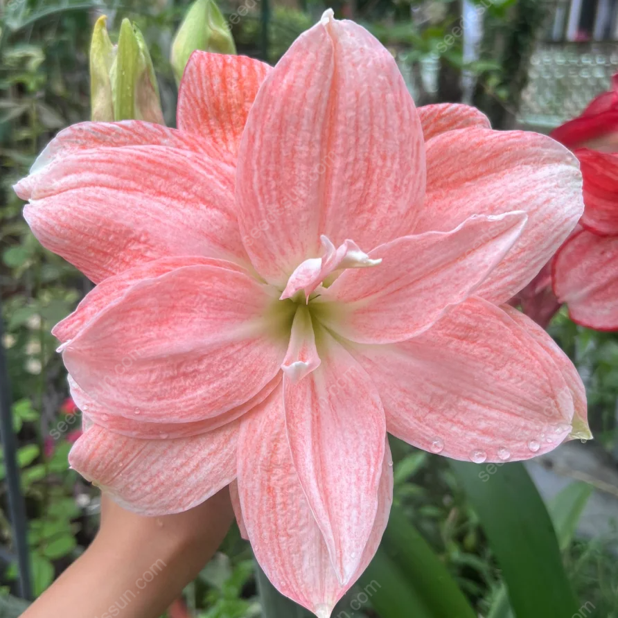 🌺 Rare Amaryllis Bulbs – Stunning Blooms, Easy to Grow, Beautiful to Watch