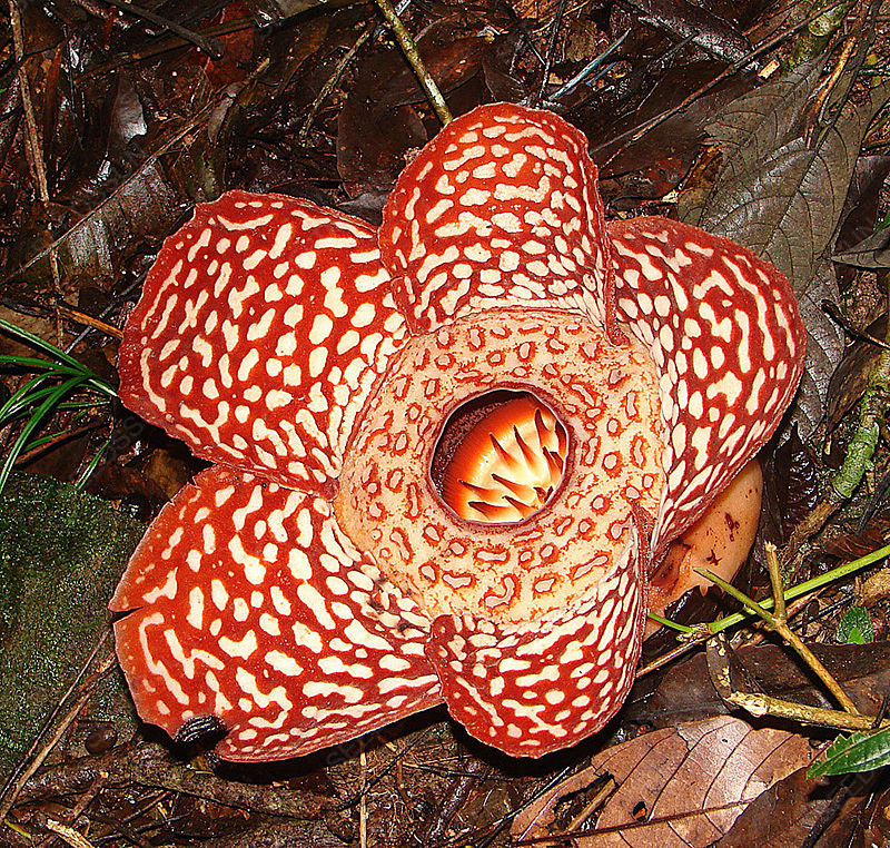Stinking Corpse Lily Seeds