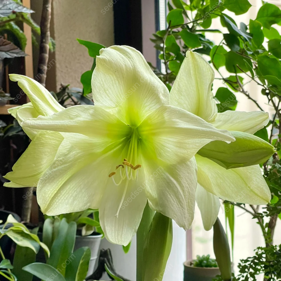 🌺 Rare Amaryllis Bulbs – Stunning Blooms, Easy to Grow, Beautiful to Watch