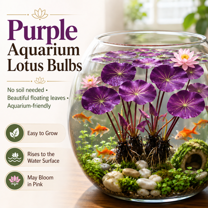 🐟Hydroponic red lotus roots☘️ Turn Your Aquarium into a Living Garden