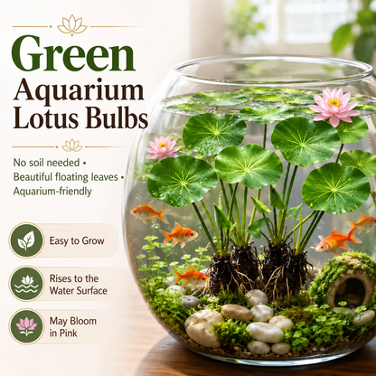 🐟Hydroponic red lotus roots☘️ Turn Your Aquarium into a Living Garden