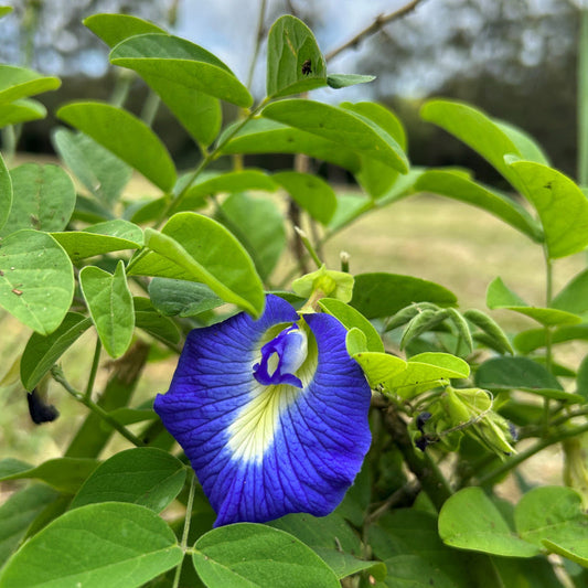 Magic Color-Changing Butterfly Pea Seeds –  Wellness Superflower