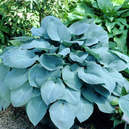 Halcyon Hosta