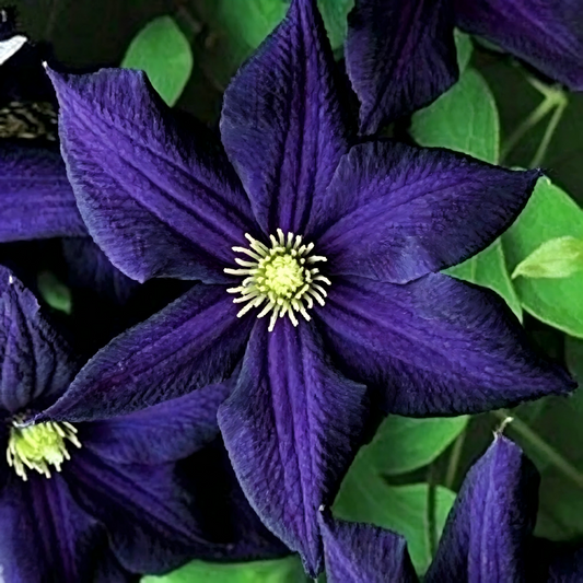 Dark Purple Clematis Seeds