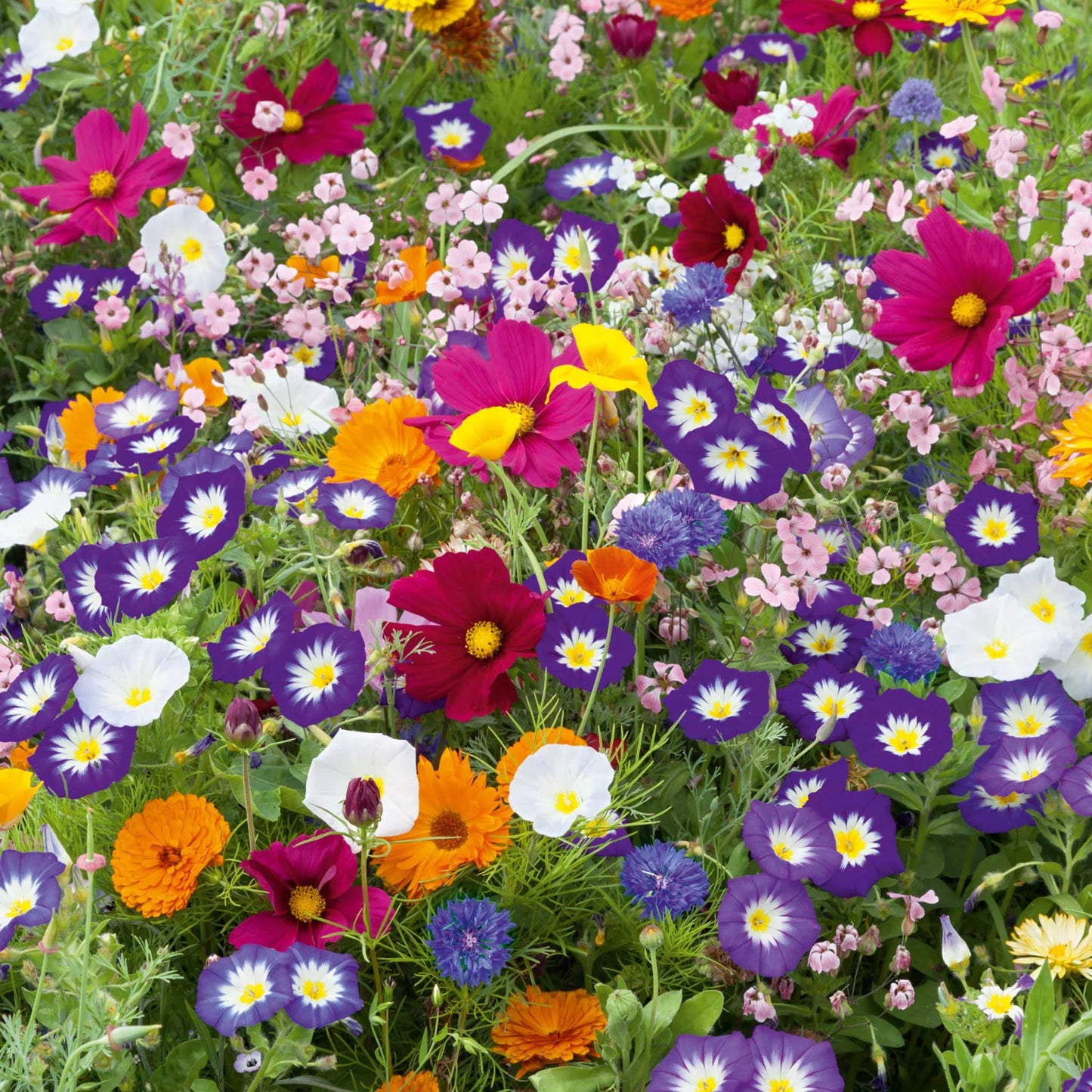 Mixed Perennial Wildflower Seeds with Quick Bloom