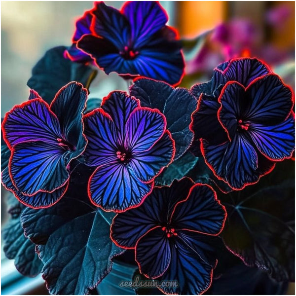 Begonia Rex Seeds (Begonia rex-cultorum 'Dark Velvet')