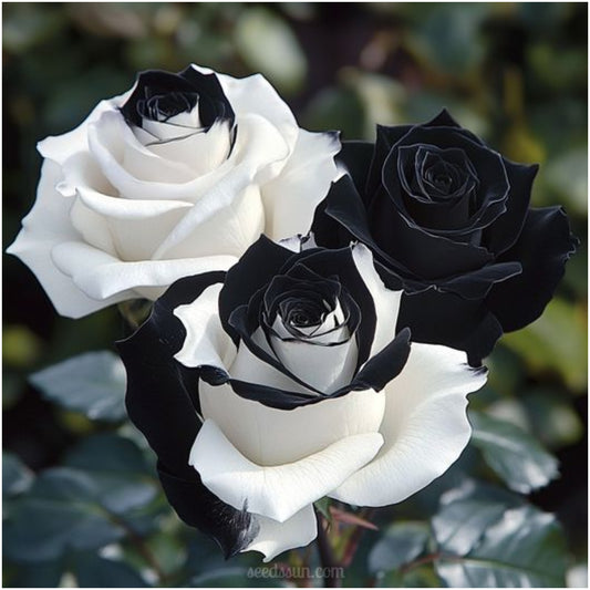 Black & White Hybrid Roses Seeds