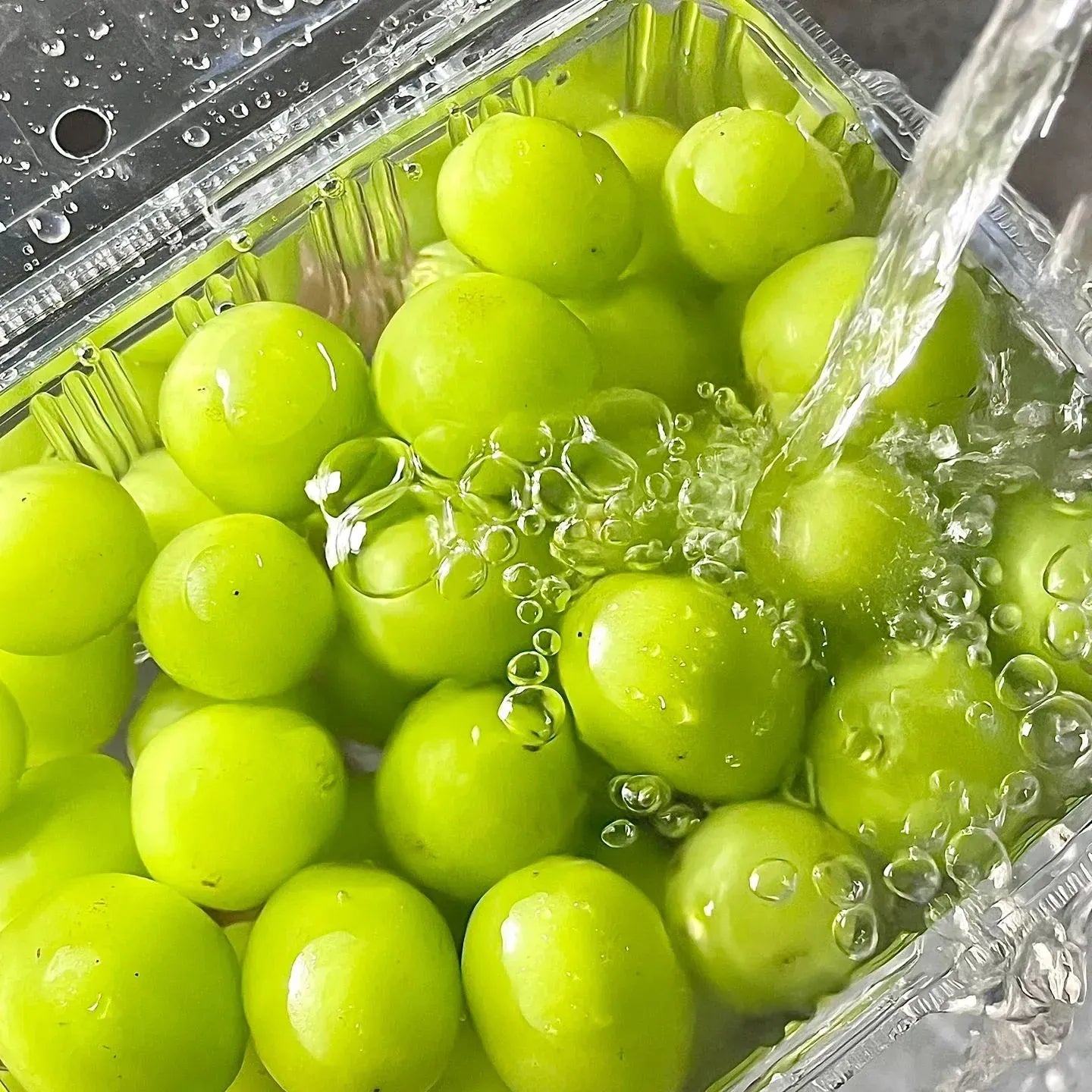 Shine Muscat Tree Seeds-Sunshine Rose Grape