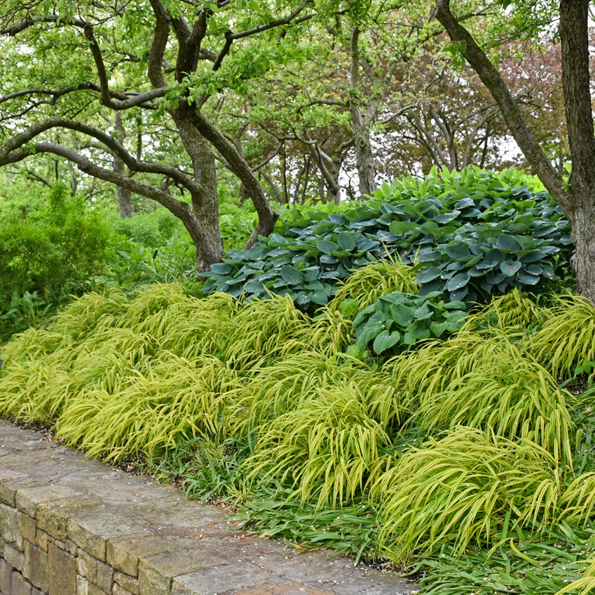 🌿 Aureola Hakonechloa Seeds – Beautiful Golden Japanese Forest Grass