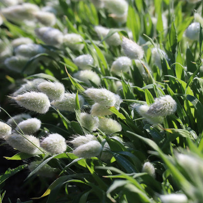 🐇Bunny Tails Ornamental Grass Seeds – Soft, Fluffy & Decorative