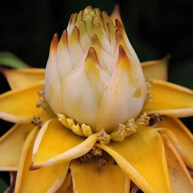 Golden Red Lotus Seeds: Embrace Tranquility with Every Bloom