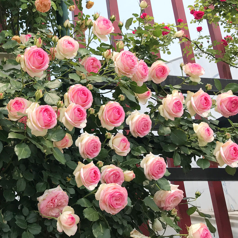 Pink Lady Rose Climbing Seeds