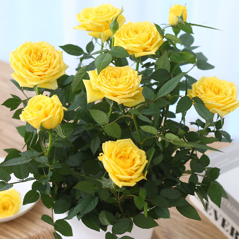Beautiful Mini Rose Seeds