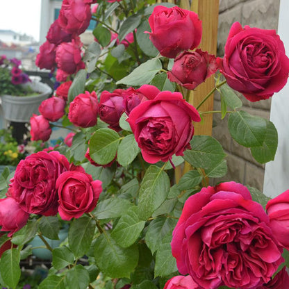 Explosion Climbing Rose Seeds