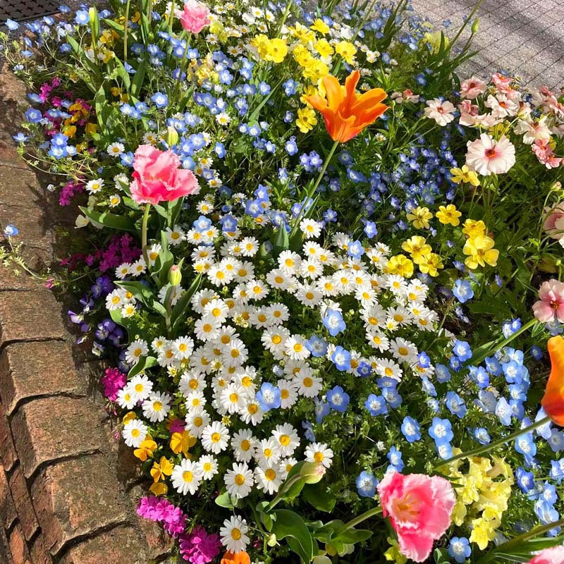 Mixed Perennial Wild Flowers Seeds