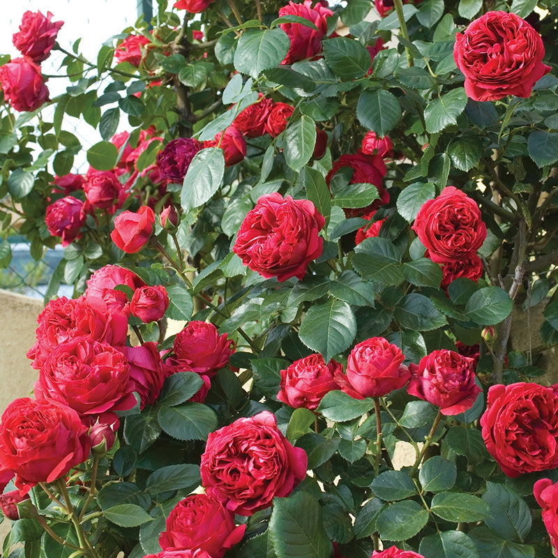 Explosion Climbing Rose Seeds