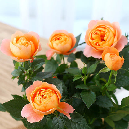 Beautiful Mini Rose Seeds