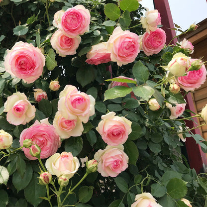 Pink Lady Rose Climbing Seeds