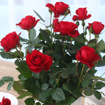 Beautiful Mini Rose Seeds