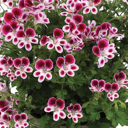 Angel Pelargonium 'Imperial Butterfly'