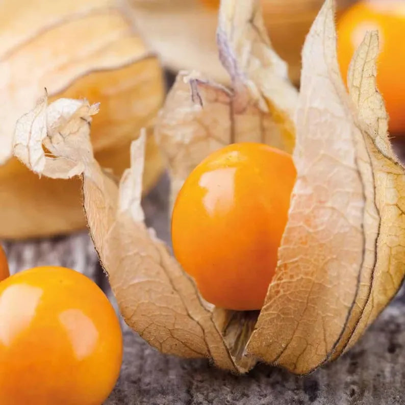 Lantern Cherry Seeds - Winter Ground Cherry