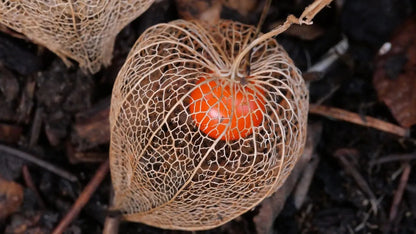 Lantern Cherry Seeds - Winter Ground Cherry