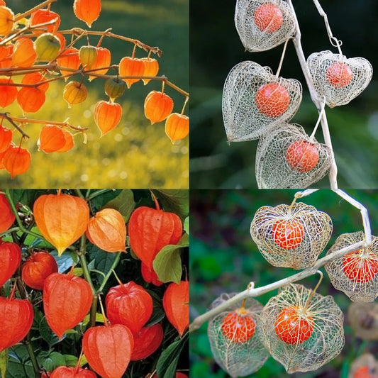 Lantern Cherry Seeds - Winter Ground Cherry