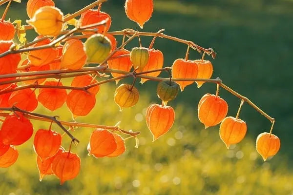 Lantern Cherry Seeds - Winter Ground Cherry
