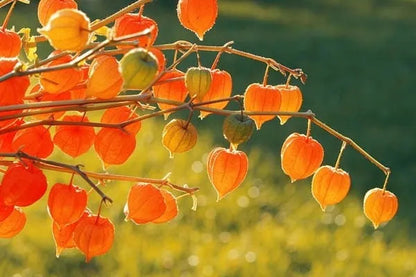 Lantern Cherry Seeds - Winter Ground Cherry