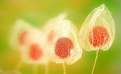 Lantern Cherry Seeds - Winter Ground Cherry