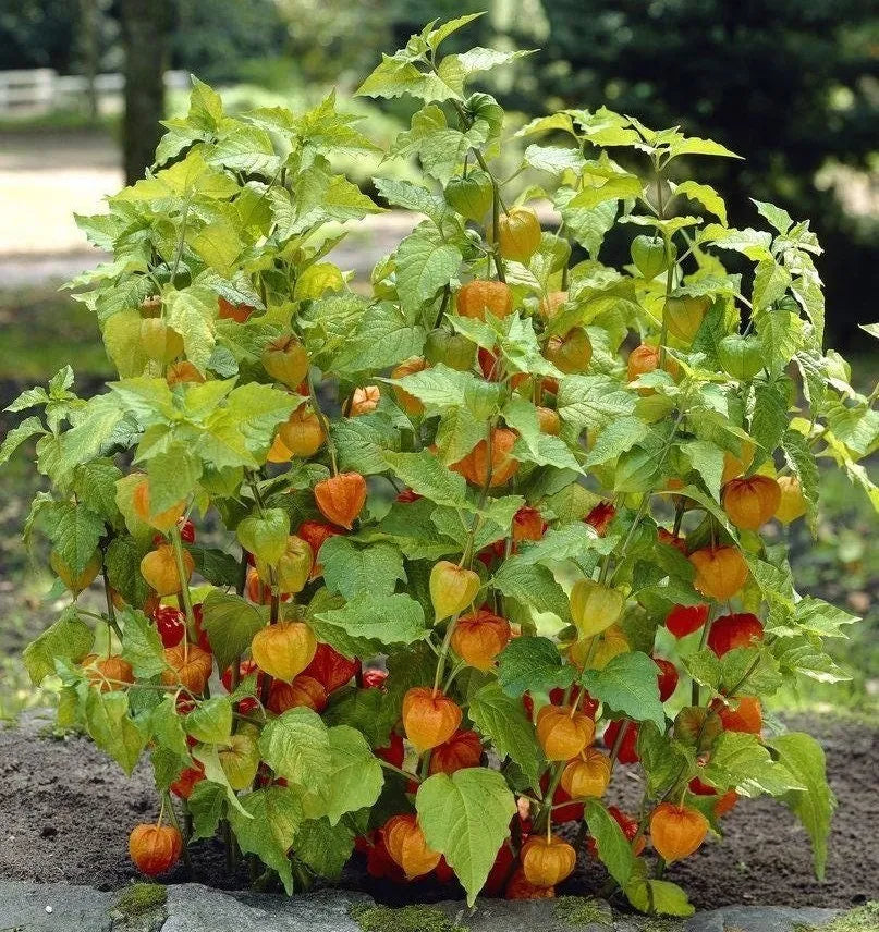 Lantern Cherry Seeds - Winter Ground Cherry