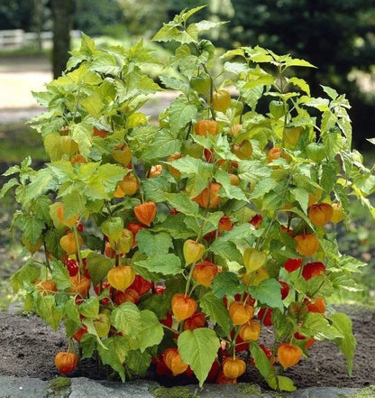 Lantern Cherry Seeds - Winter Ground Cherry