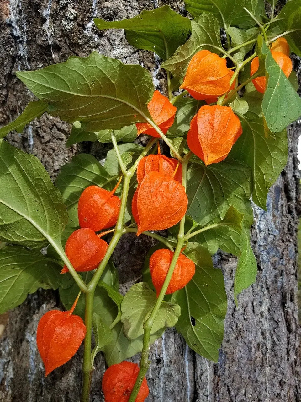 Lantern Cherry Seeds - Winter Ground Cherry
