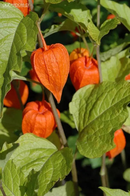 Lantern Cherry Seeds - Winter Ground Cherry
