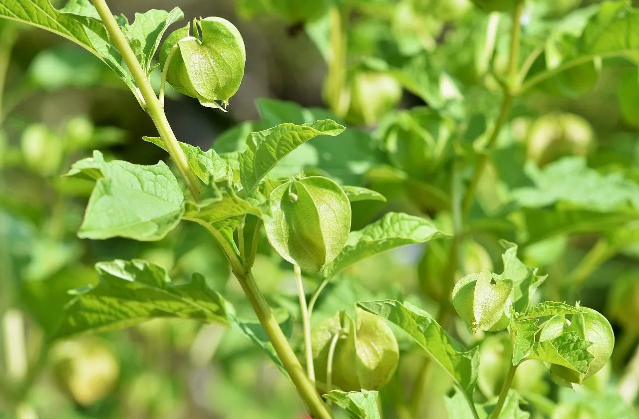 Lantern Cherry Seeds - Winter Ground Cherry