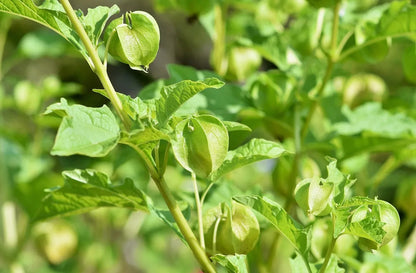 Lantern Cherry Seeds - Winter Ground Cherry
