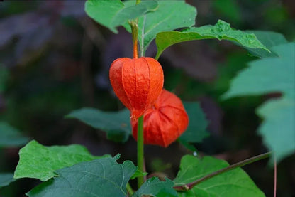 Lantern Cherry Seeds - Winter Ground Cherry