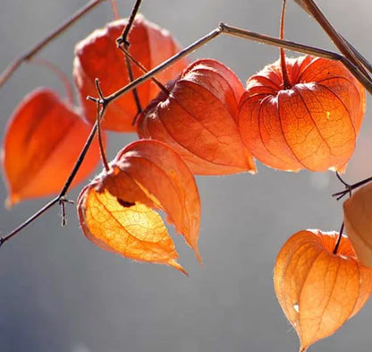 Lantern Cherry Seeds - Winter Ground Cherry