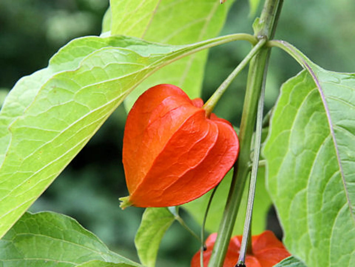 Lantern Cherry Seeds - Winter Ground Cherry